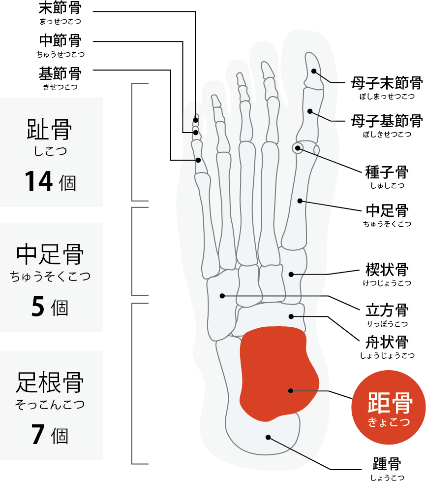 足の骨の説明