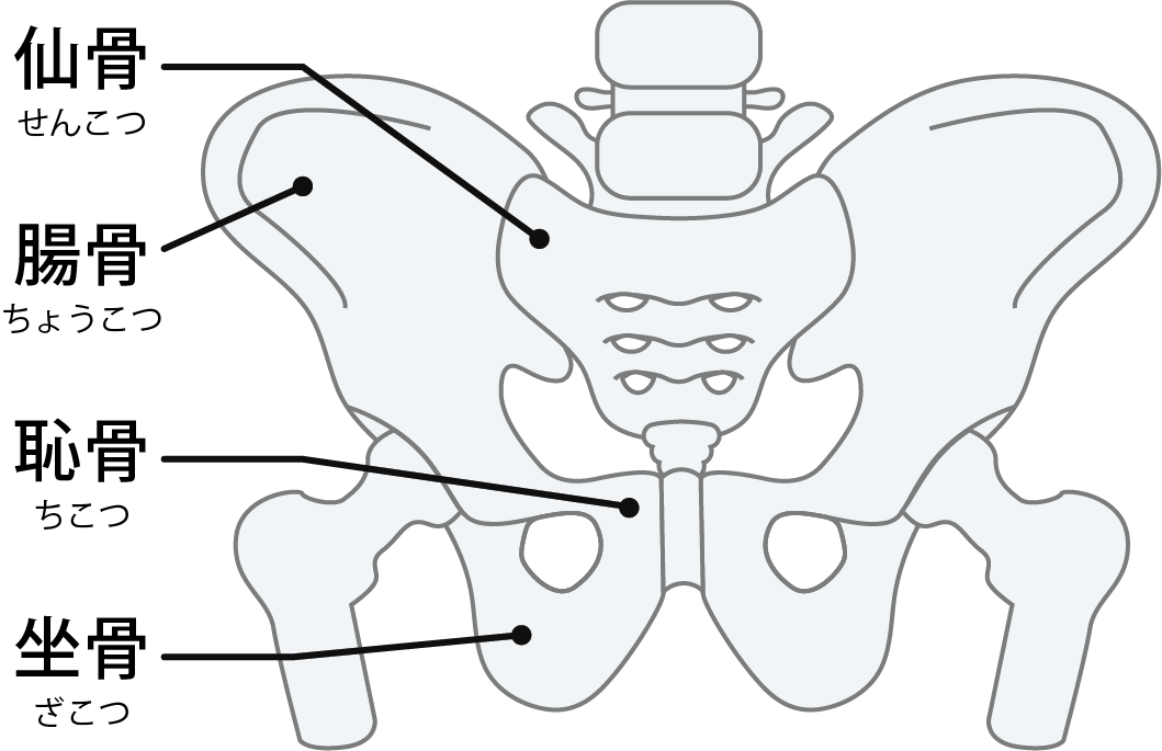 骨盤とは